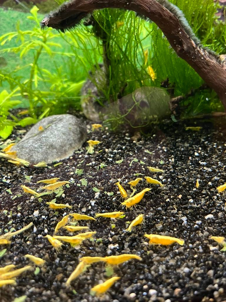 Yellow Neon garnalen, Kreeft, Krab of Garnaal