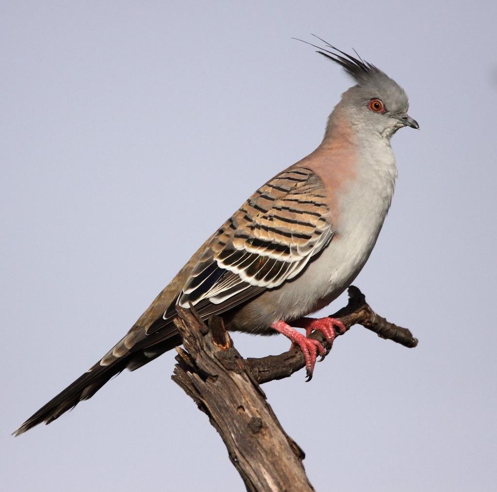 Australische kuifduiven, Meerdere dieren