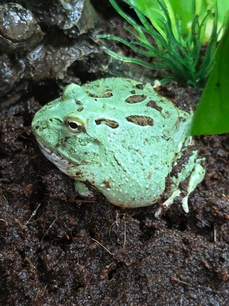 Blauwe pacman kikker Frog - unknown for sale from Lost Treasures