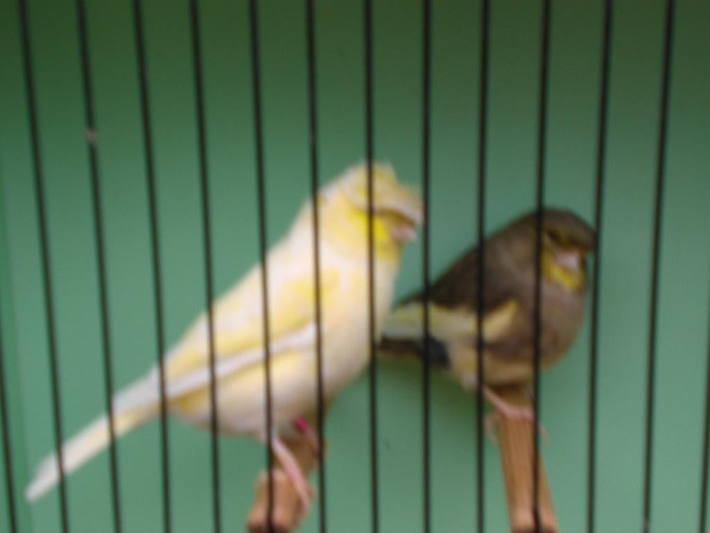 grizzle glosters, Meerdere dieren, Postuurkanarie