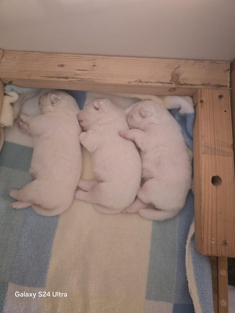 2 weken nog !!! Samojeed pups nog 2 reutjes te reserveren, 8 tot 15 weken, Poolhond, Parvo, Meerdere
