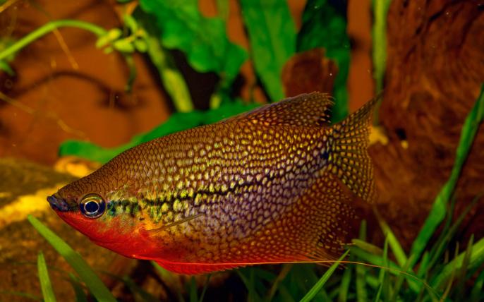 Trichogaster Leeri Diamant Goerami XXL, Dieren en Toebehoren, Vis, Zoetwatervis