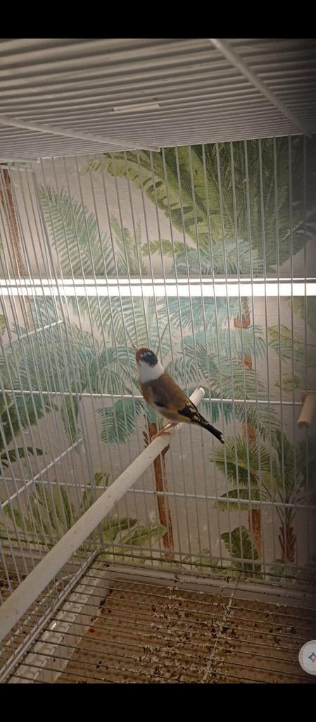 te koop parva putter pop van 2025, Vrouwelijk, Wildzangvogel