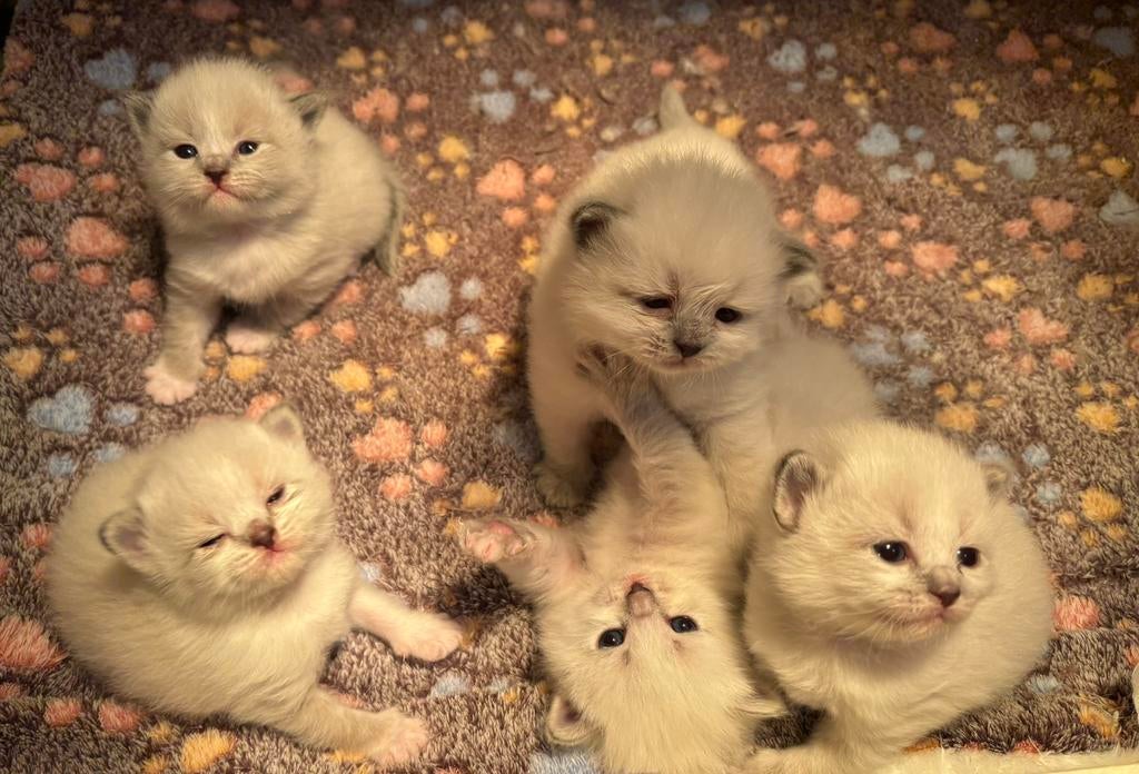 Prachtige siberische neva masquerade kittens, Meerdere dieren, Met stamboom, 0 tot 2 jaar