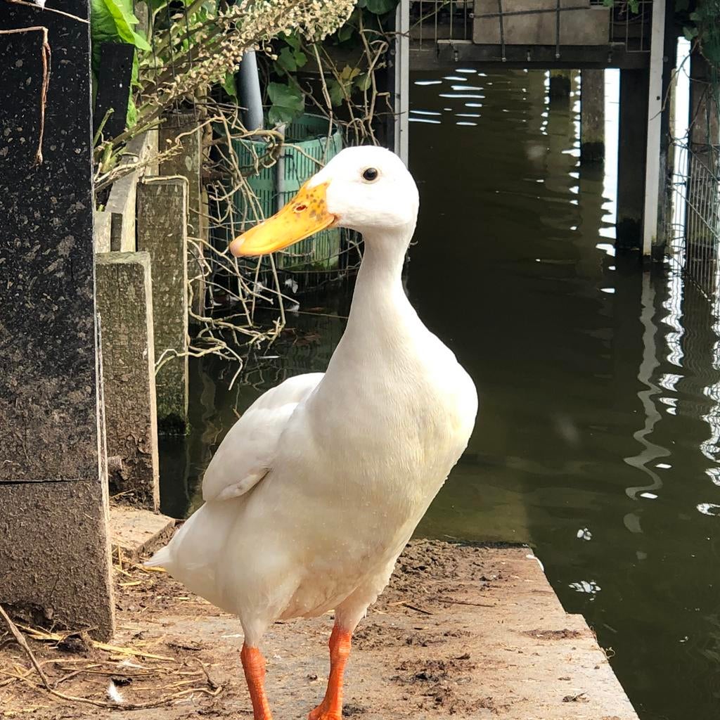 5 Eierleggende Indische loopeend vrouwtjes - Raszuiver - Wit, Dieren en Toebehoren, Vrouwelijk, Eend