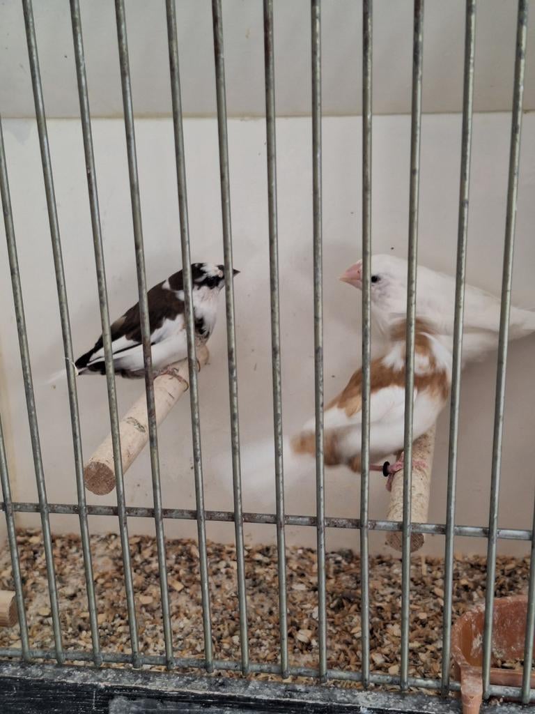 Bonte japanse meeuwen, Meerdere dieren, Tropenvogel, Geringd