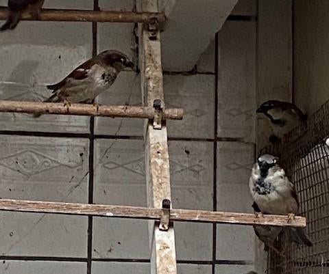 aangeboden huismusmannen, Dieren en Toebehoren, Vogels | Overige Vogels, Mannelijk, Wildzangvogel, Geringd