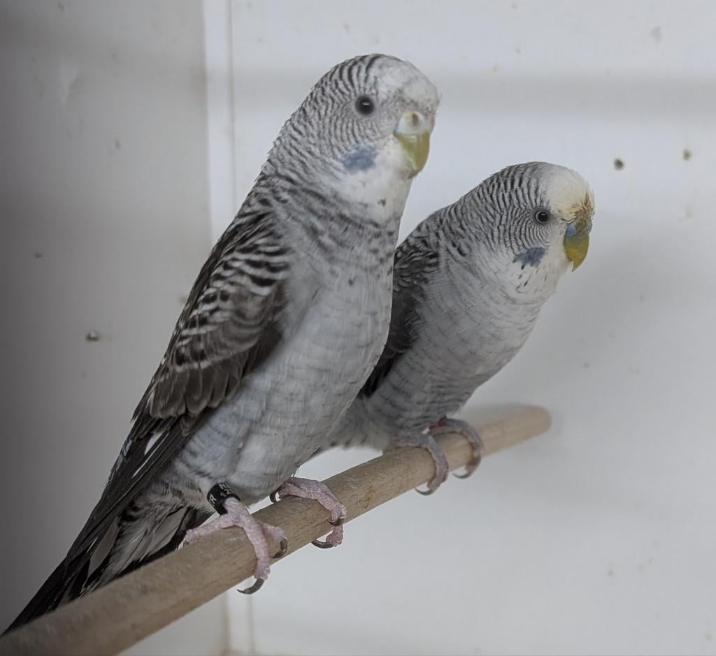 Koppel Blackwing grijs, Meerdere dieren, Parkiet