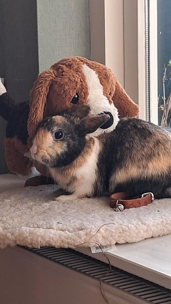 Jong mannelijk konijntje, Dieren en Toebehoren, Mannelijk, Dwerg, 0 tot 2 jaar