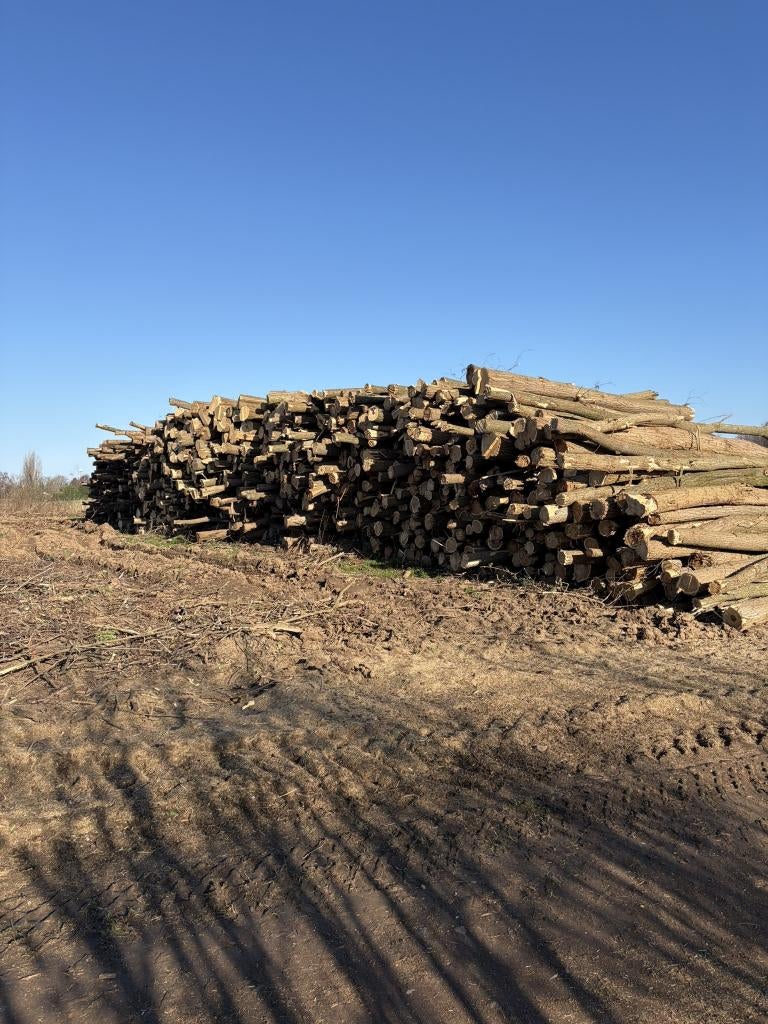 Robinia palen (goedkoopste), Ophalen of Verzenden, Nieuw