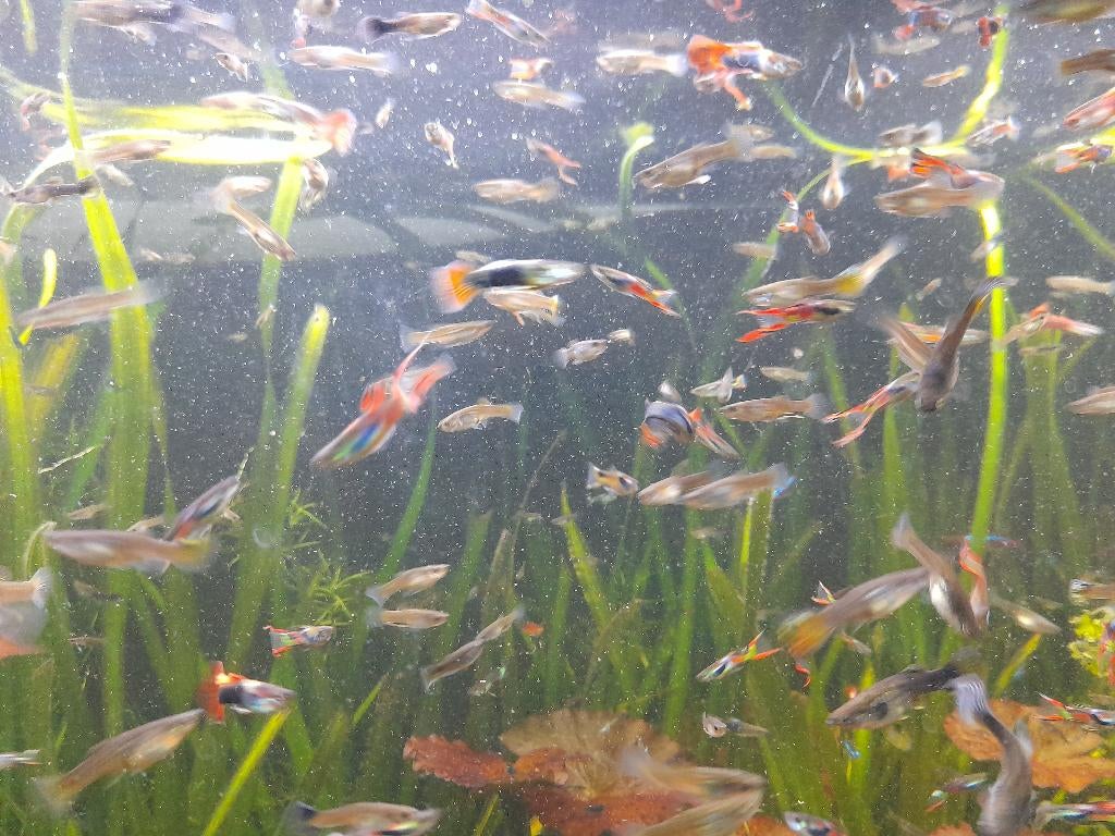 Guppen mannen en vrouwen, Dieren en Toebehoren, Vis, Zoetwatervis