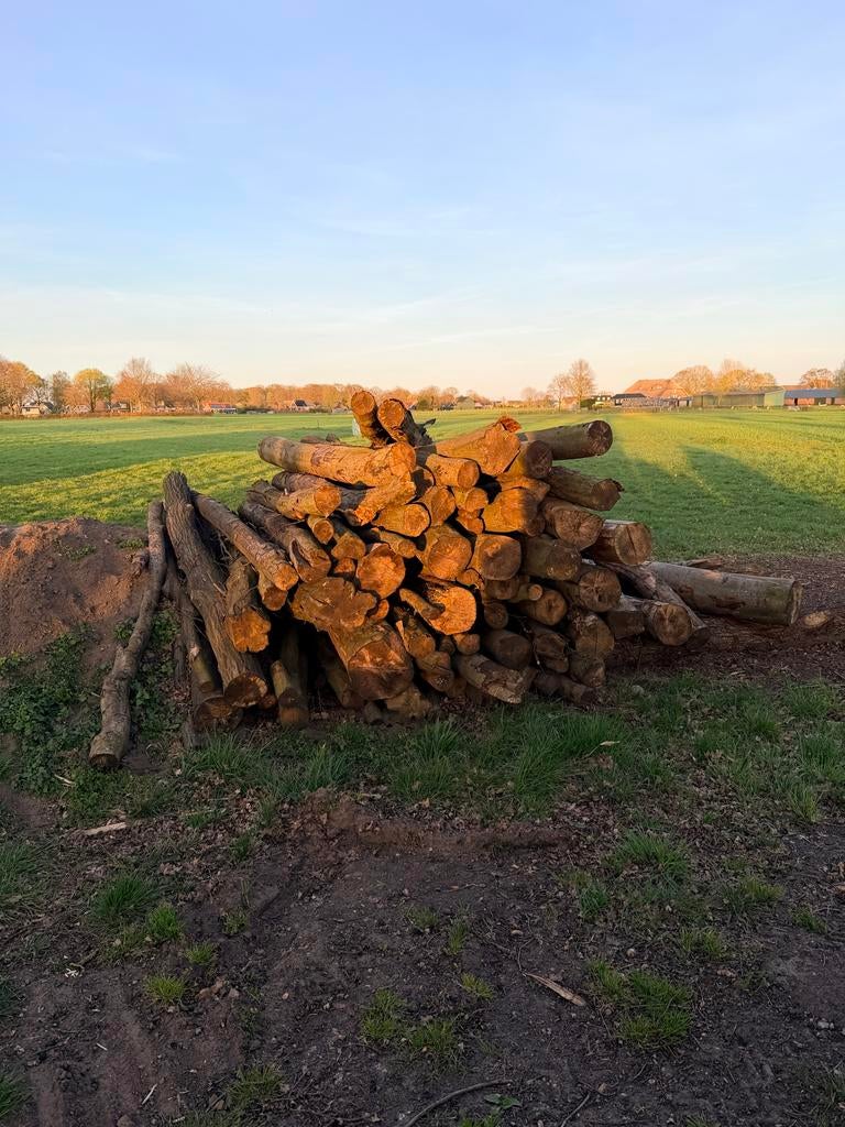 Beukenhout stammen - Brandhout, Tuin en Terras, Haardhout, 3 tot 6 m³, Ophalen, Beukenhout, Stammen