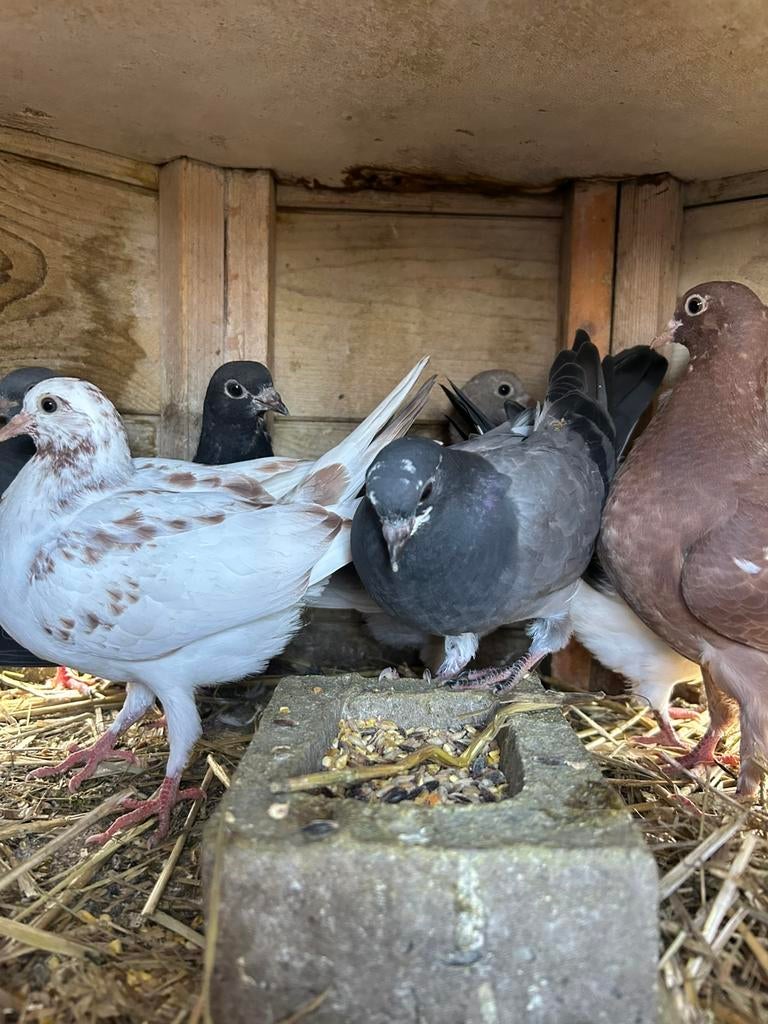 Jonge sierduifjes, Dieren en Toebehoren, Vogels | Duiven, Meerdere dieren, Overige soorten