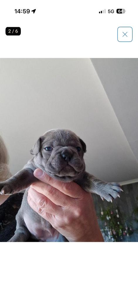 Te koop gevraagt, Parvo, 8 tot 15 weken, Bulldog, Meerdere dieren