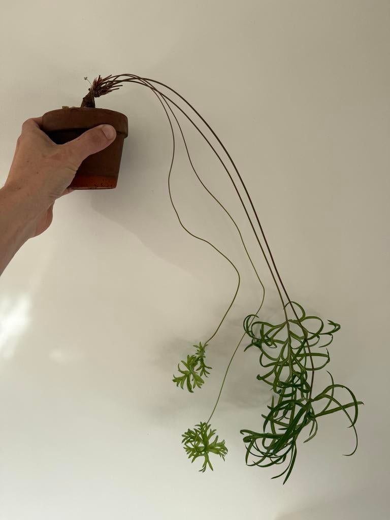 Pelargonium affrum (caffrum), Huis en Inrichting, Kamerplanten, Overige soorten, In pot, Minder dan 100 cm, Groene kamerplant