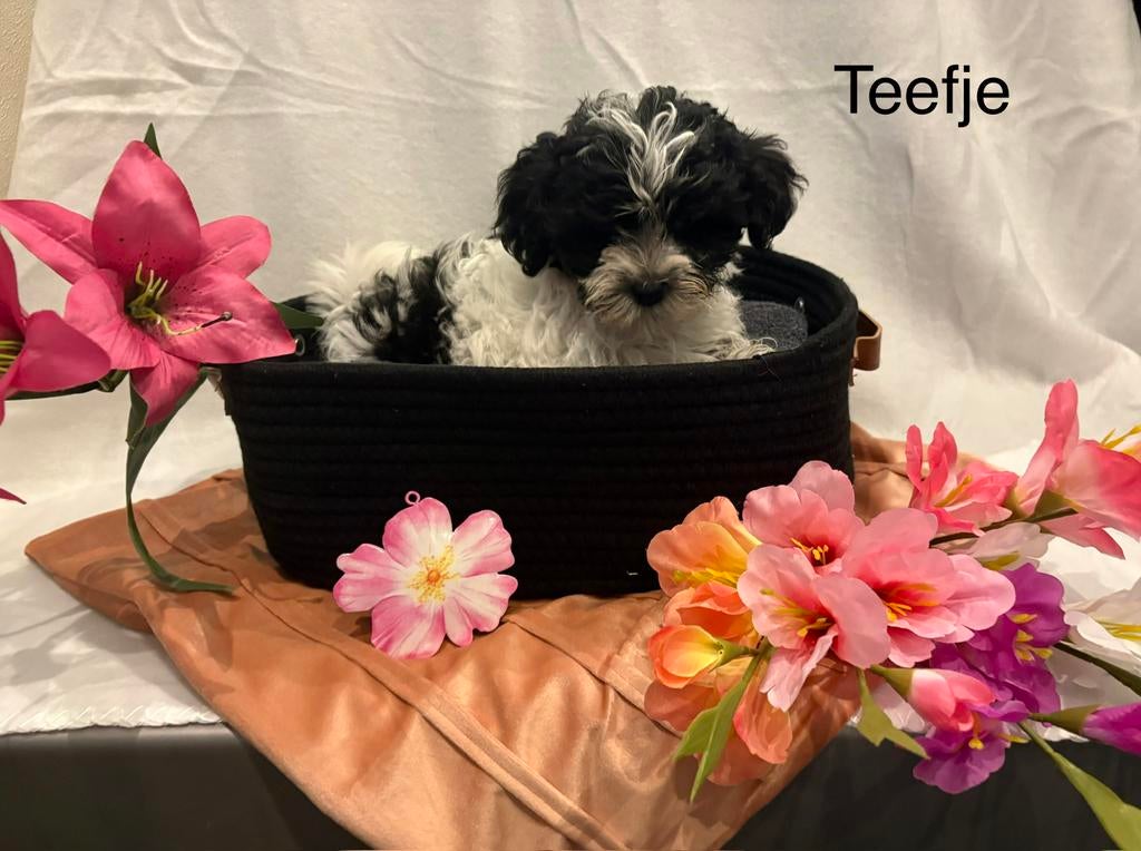 Malitpoo puppy’s, Poedel, HCC (leverziekte), 8 tot 15 weken, Meerdere