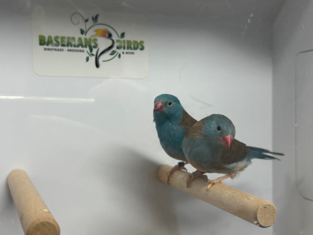 Blauwkop blauwfazantje - Uraeginthus cyanocephalus, Meerdere dieren, Tropenvogel, Geringd