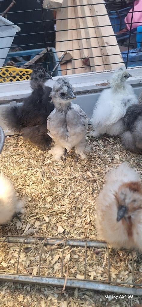 USA zijdehoenkriel kipjes/haantjes, Dieren en Toebehoren, Meerdere dieren, Kip