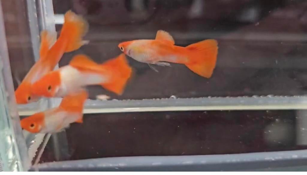 Raszuivere Koi Platinum guppy, Vis, Zoetwatervis, Schoolvis