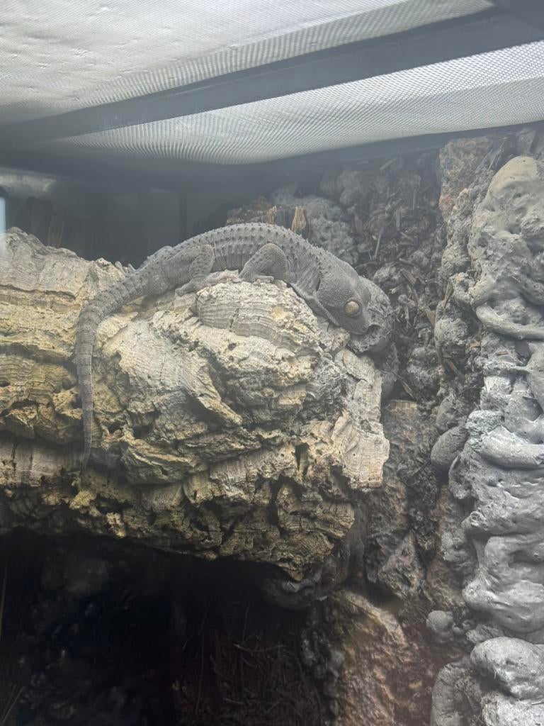 Tokeh (gekko gecko) blue powder, Dieren en Toebehoren, Overige soorten, 7 tot 10 jaar