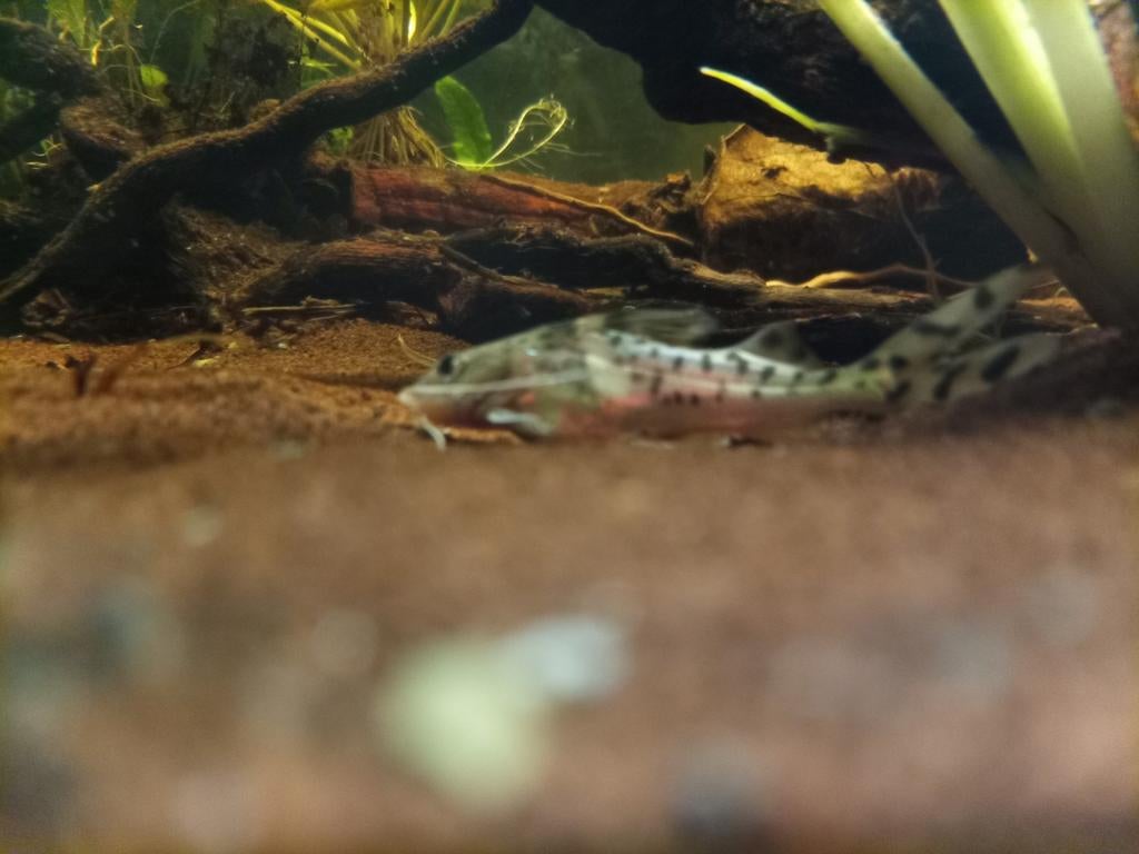 4x pimelodus pictus antenne meerval catfish deze week €30,-, Vis