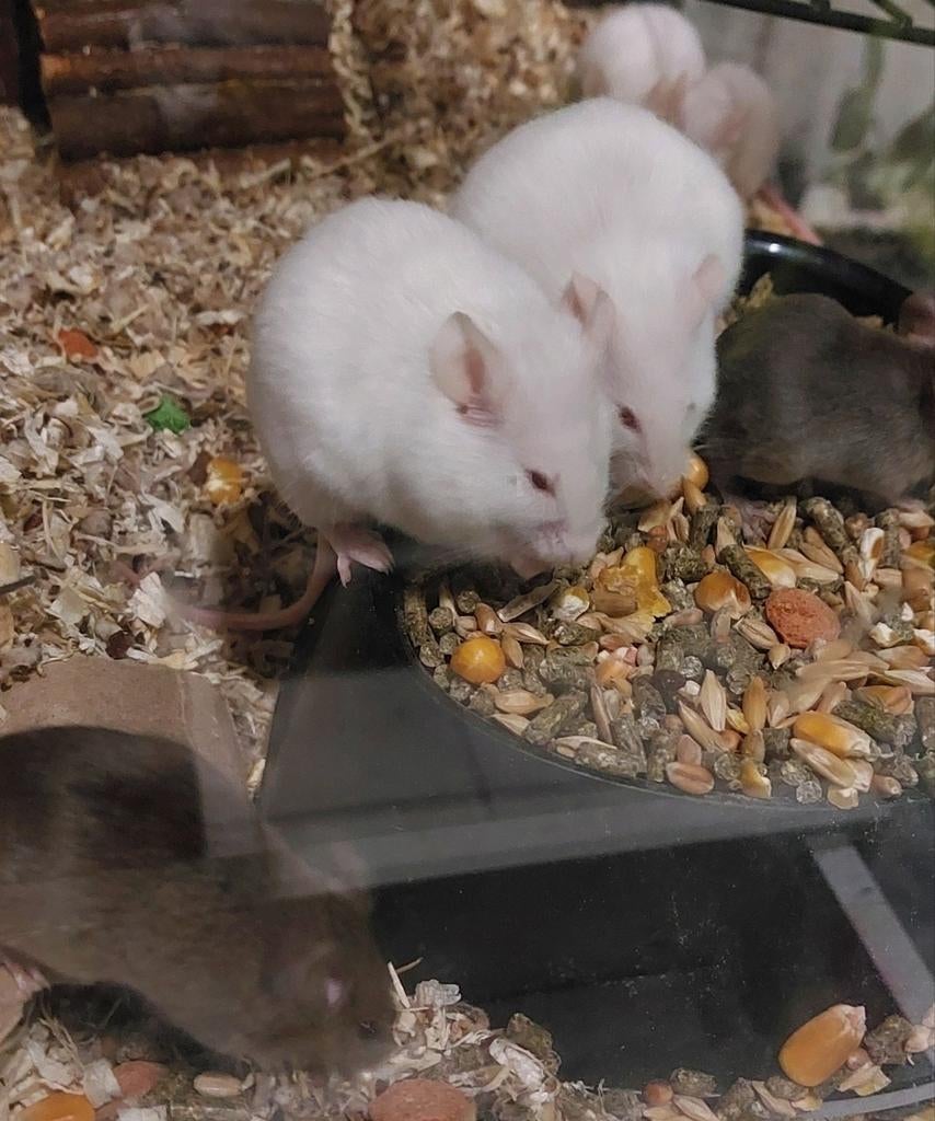 Kleur muizen zwart, bruin en wit, Dieren en Toebehoren, Knaagdieren, Februari, Muis, Meerdere dieren, Tam