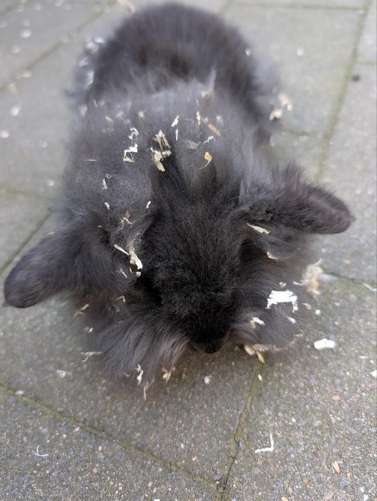 Lief mannetjes konijn 3 maanden oud, Dieren en Toebehoren, Konijnen, Mannelijk