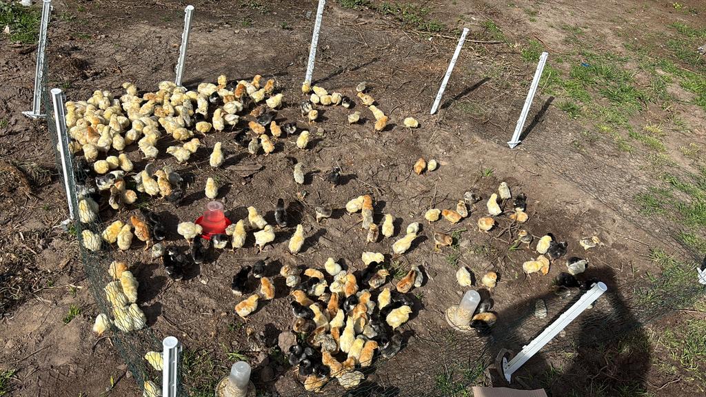 Kuikentjes te koop, Dieren en Toebehoren, Meerdere dieren, Kip