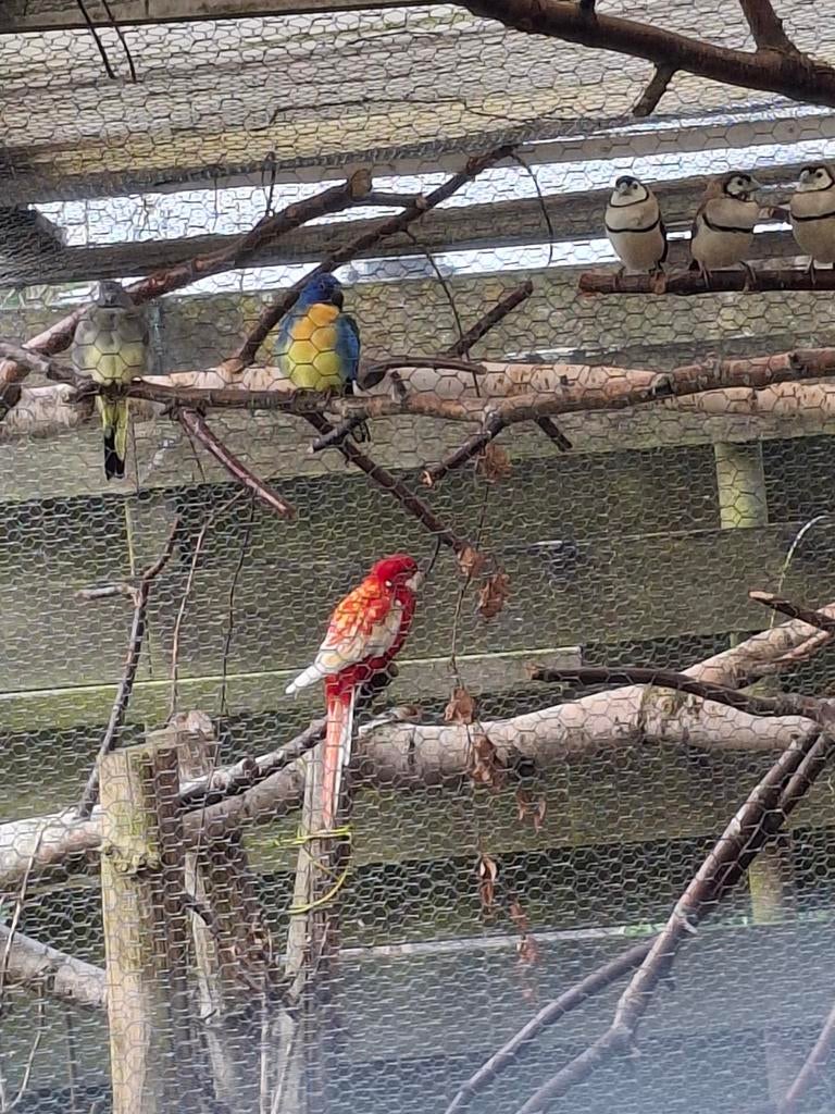 Rubino rosella man kleur rood wit geel, Dieren en Toebehoren, Vogels | Parkieten en Papegaaien, Mannelijk, Parkiet, Geringd