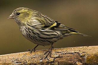Gezocht pop Wildzang europese sijs sijsen sijzen, Dieren en Toebehoren, Vrouwelijk, Wildzangvogel