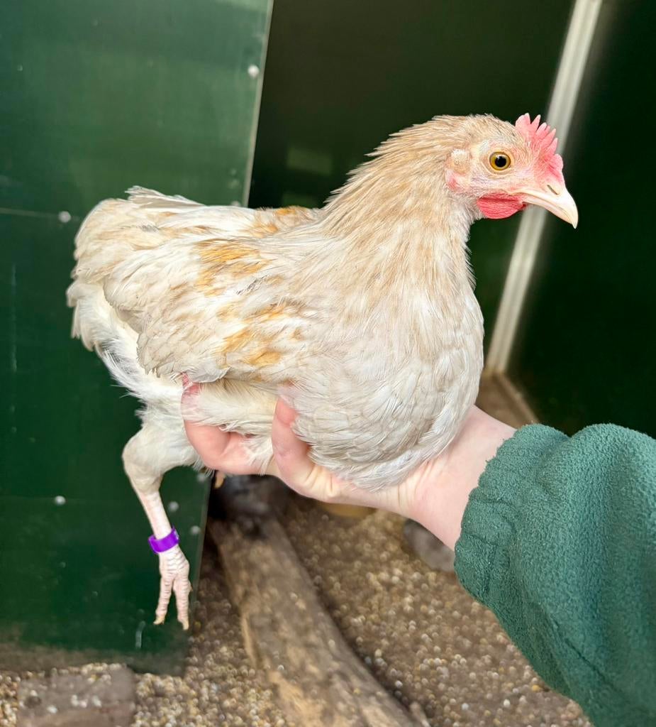 Muk, tam hanen kuiken, Dieren en Toebehoren, Pluimvee, Kip, Mannelijk