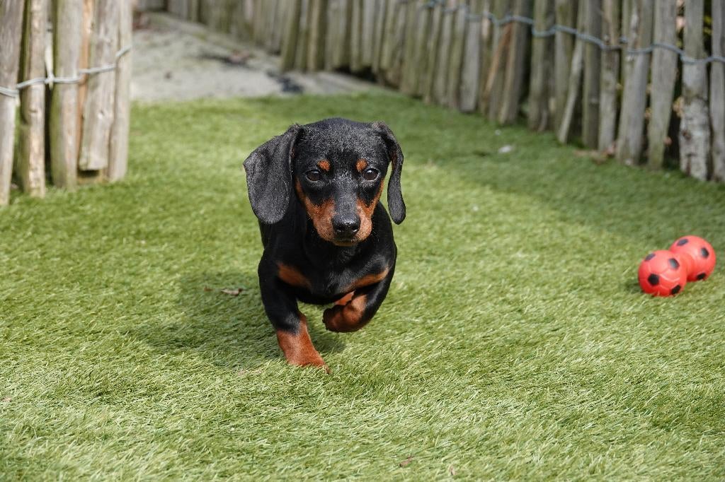 Kortharige dwergteckel pups, met stamboom (geteste ouders), Dieren en Toebehoren, Honden | Teckels en Dashonden, Parvo, België