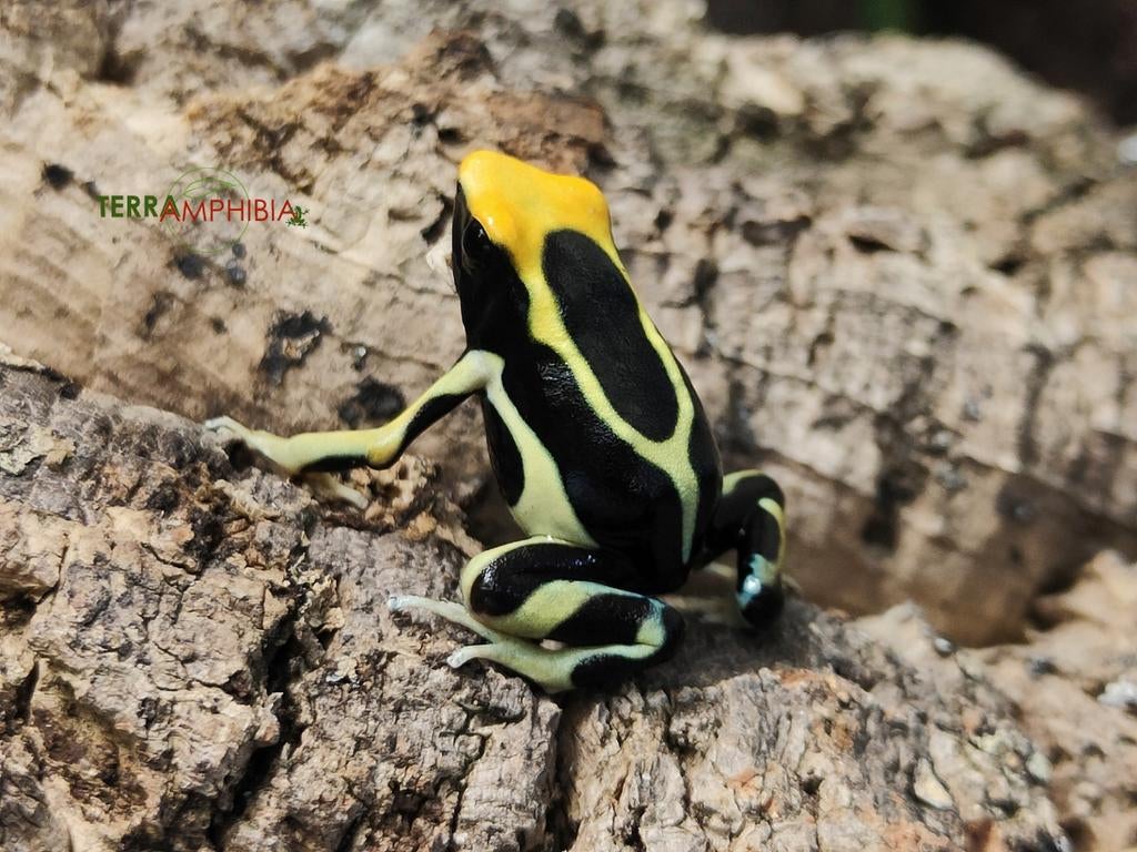 Dendrobates tinctorius verschillende soorten, Dieren en Toebehoren, Reptielen en Amfibieën, Amfibie, 0 tot 2 jaar