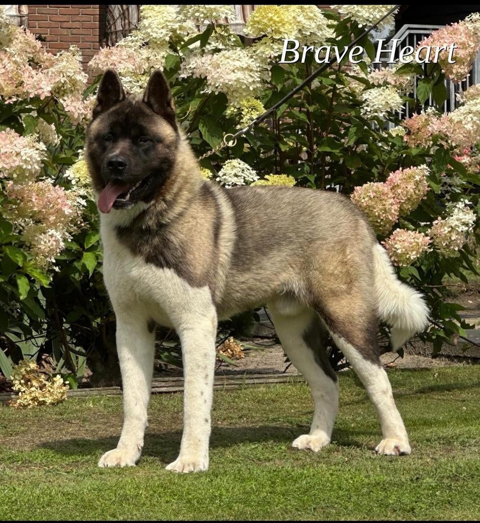 American akita Amerikaanse Akita " BREAVEHART"  Ter dekking, Dieren en Toebehoren, Parvo, 1 tot 2 jaar, Buitenland, Eén hond