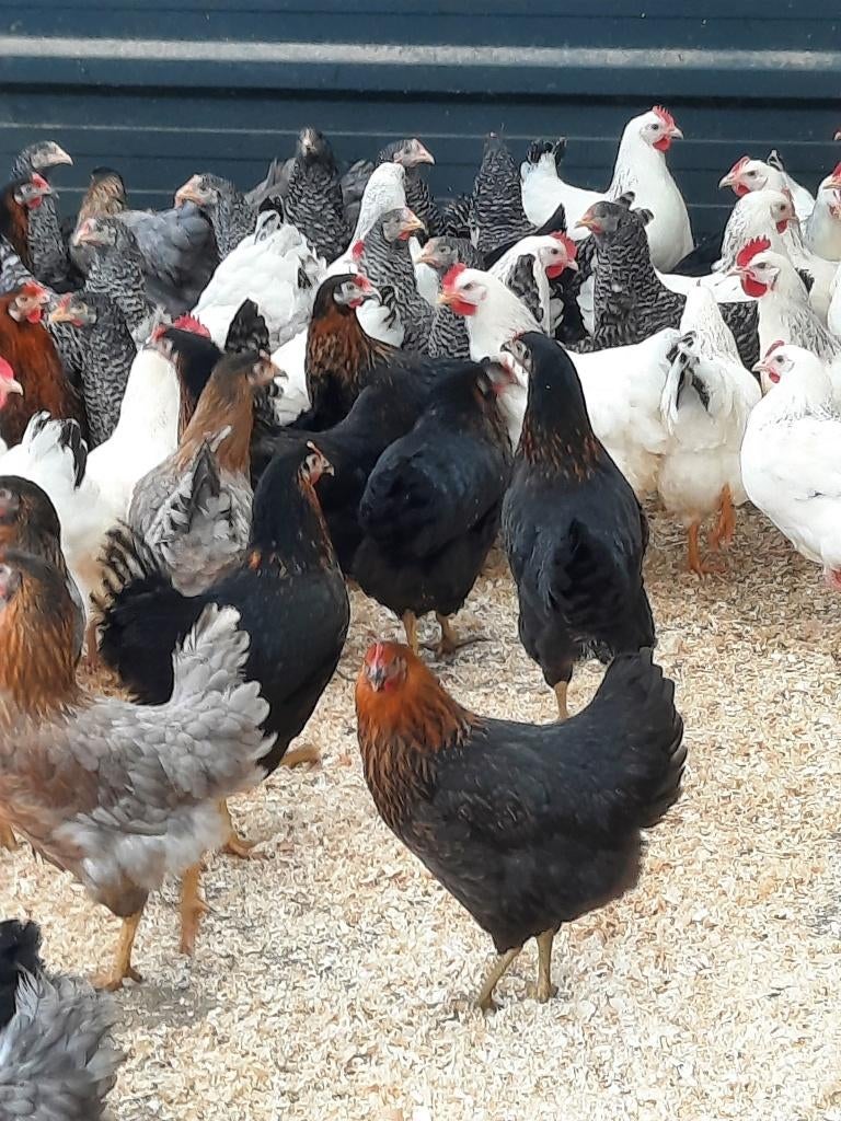 Er zijn weer volop jonge leghennen, diverse rassen, Vrouwelijk, Kip
