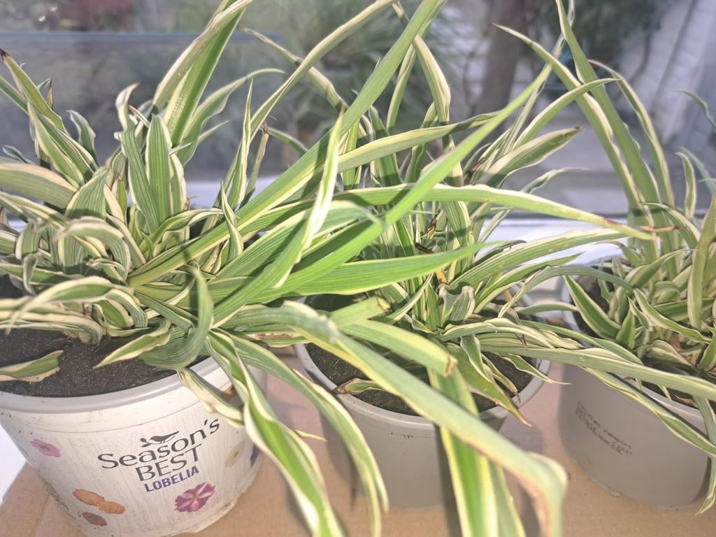 Spider plant, Ophalen, Halfschaduw, Minder dan 100 cm