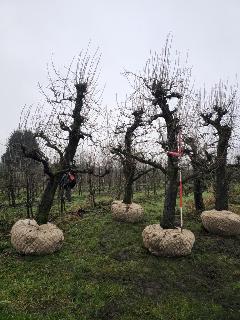 Doyenné du Comice peer +-60 jaar oud, Ophalen, Perenboom, 250 tot 400 cm, Halfschaduw