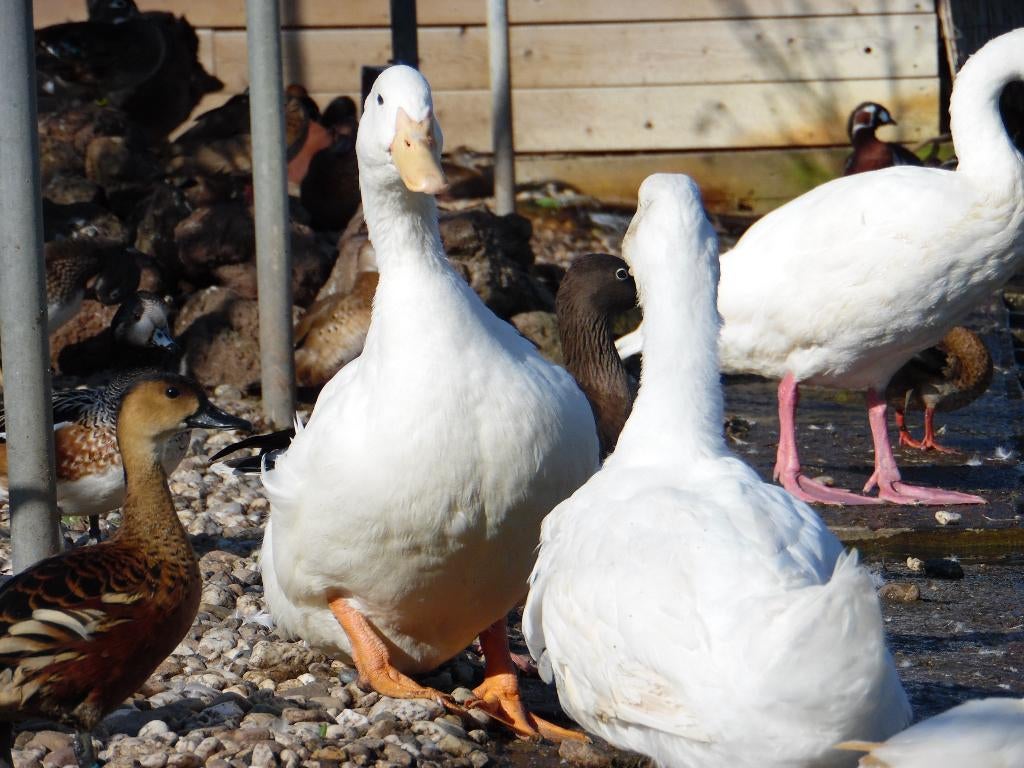 Pekingeend | Siereenden | Passend advies, Meerdere dieren, Eend