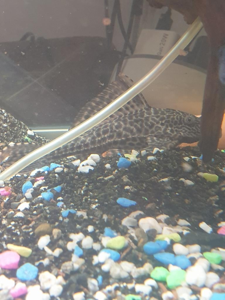 Cichliden, Dieren en Toebehoren, Vis