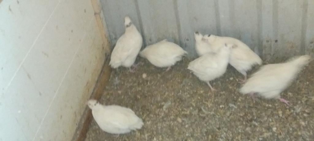 Broedeieren witteTexas kwartels, Dieren en Toebehoren, Geslacht onbekend, Overige soorten