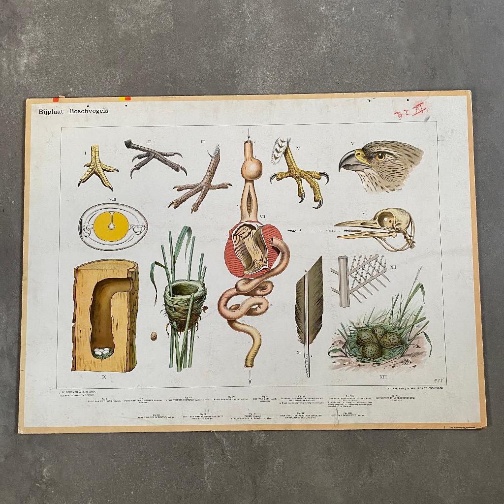 Bijplaat Boschvogels – Koekkoek 1915, Ophalen of Verzenden, Natuur en Biologie