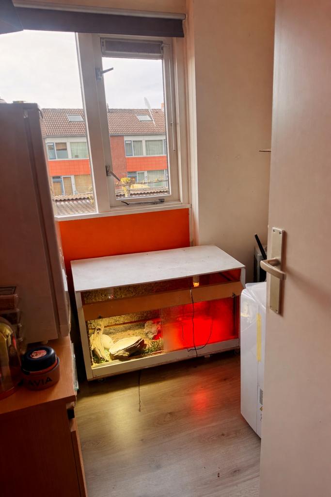 Lieve baardagaam met tijdelijk terrarium Bearded Dragon - unknown for sale from Patrick tiemes