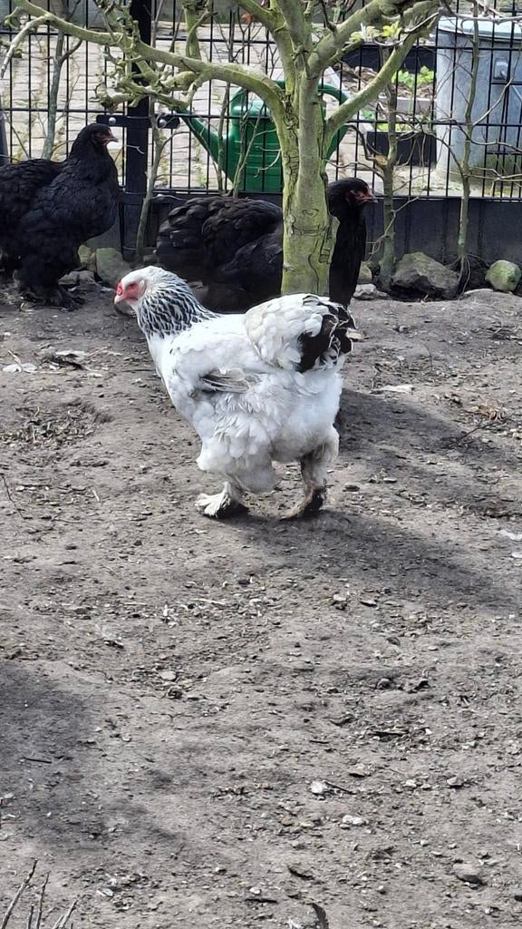 Brahma. Zwarte en Colombia., Dieren en Toebehoren, Pluimvee, Meerdere dieren, Kip