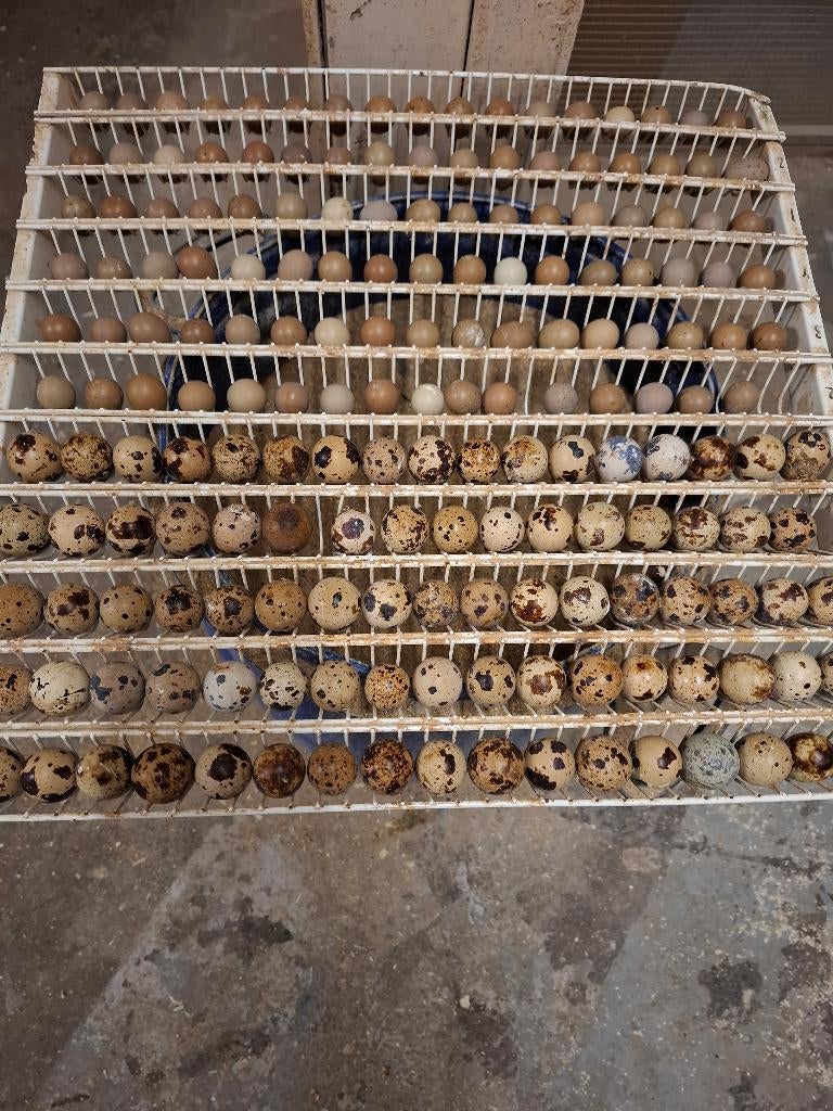 Broedeieren van chinese en japanse kwartels, Dieren en Toebehoren, Meerdere dieren, Overige soorten