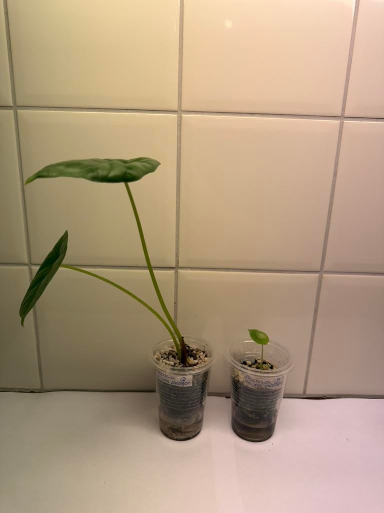 Alocasia silver dragon, Huis en Inrichting, Kamerplanten, Ophalen of Verzenden, Halfschaduw, Minder dan 100 cm