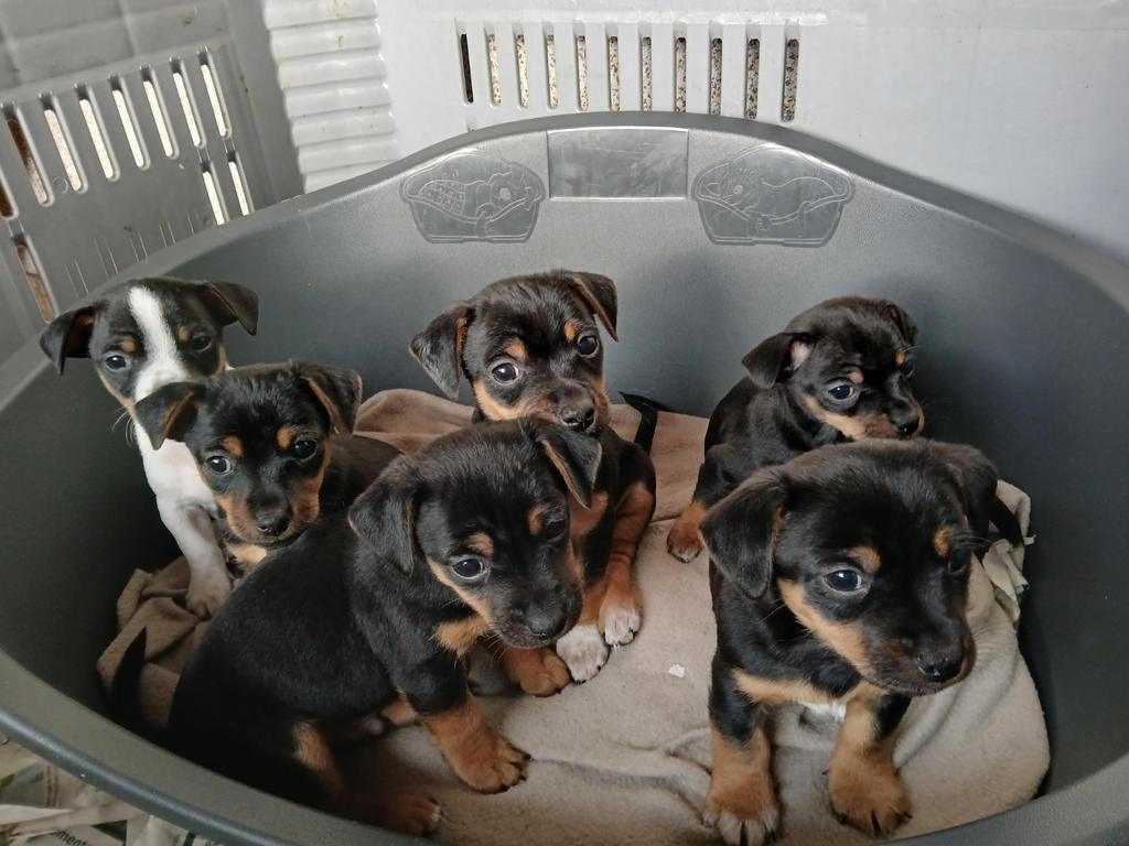 Jack Russel pups, black and tan, Jack Russell Terriër, 8 tot 15 weken, Meerdere, Meerdere dieren
