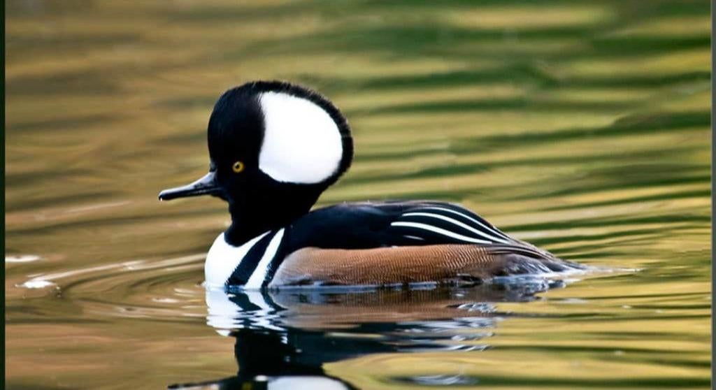 Kuifzaagbek man, Dieren en Toebehoren, Pluimvee, Meerdere dieren, Eend