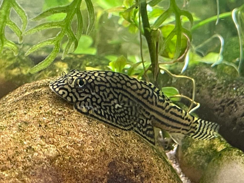 Sewellia lineolata, Vis