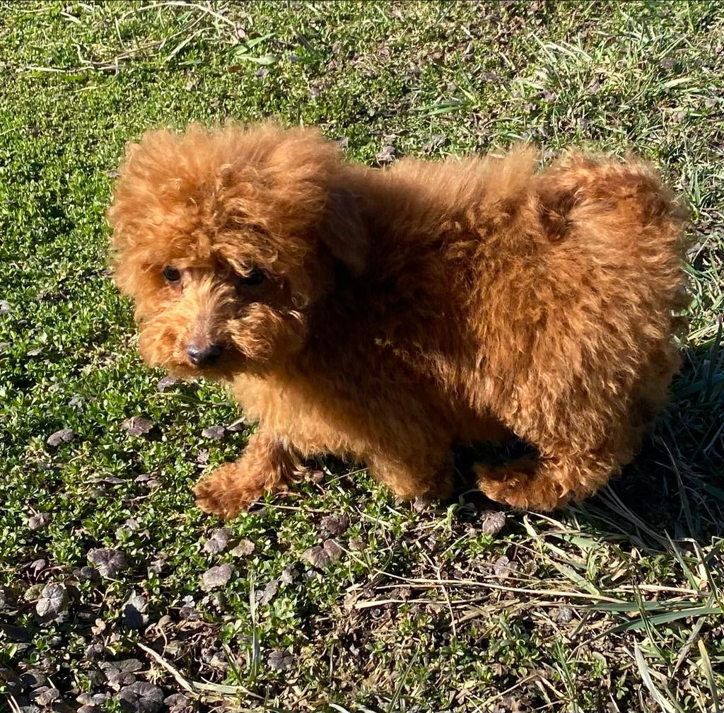 Mini toy poedel te koop, Poedel, 15 weken tot 1 jaar, Reu, Parvo