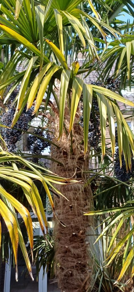 Zaden Winterharde Palmboom  -, Tuin en Terras, Ophalen, Gehele jaar, Volle zon